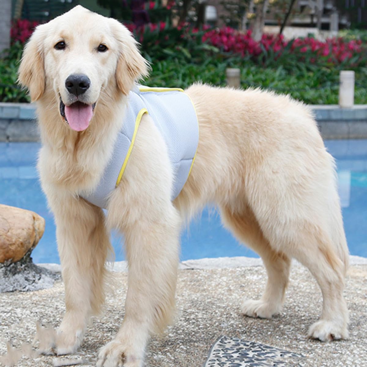 Toddmomy Gilet Refroidissant pour Chien Veste Respirante pour Animaux De Compagnie Modèle XL avec Ceinture Ajustable Et Conception Rafraîchissante