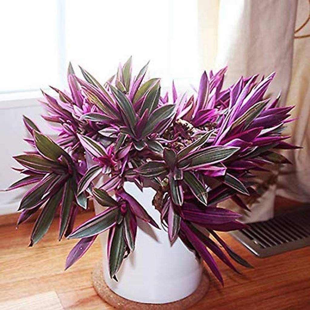 See full amazon price history chart for Creative Farmer Garden Live Plant Moses-In-The-Cradle Plants Rhoeo For Indoor (1 Garden Live Plant) (PLANT-95-RHOEO929ll@) Creative Farmer Garden Live Plant Moses-In-The-Cradle Plants Rhoeo For Indoor (1 Garden Live Plant) (PLANT-95-RHOEO929ll@) (B08P5RXY3Q) Amazon Price History, Amazon Price Tracker