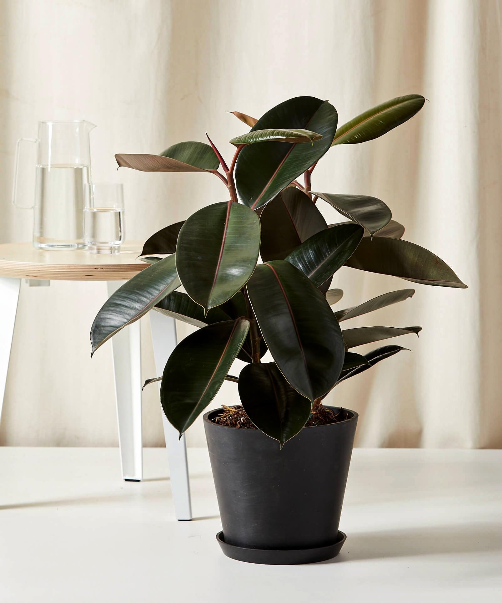Rubber plant indoor live plant big size (Pack of 1)-image-49