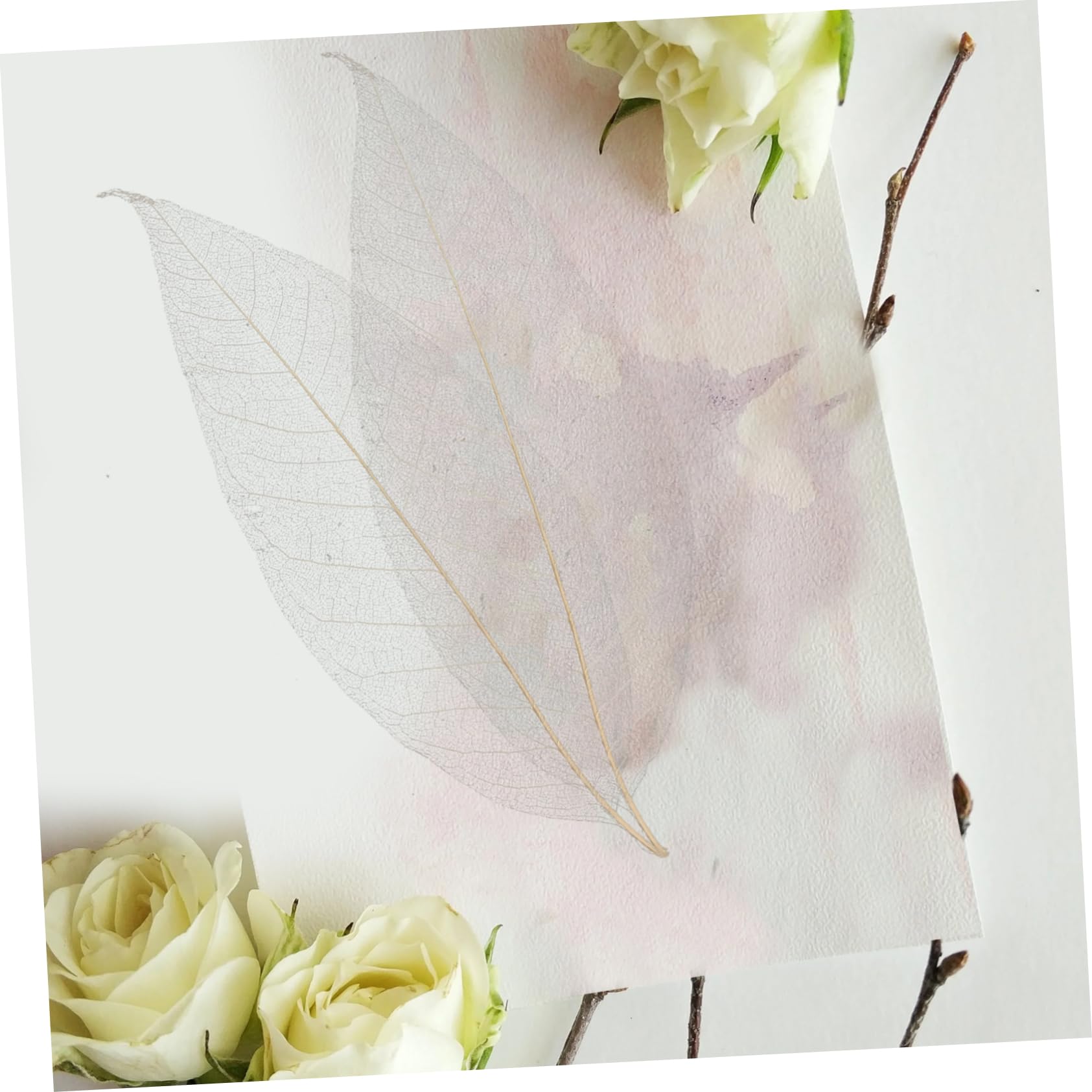OFFSCH Magnolia Dried Leaves Specimen Natural Skeleton Leaves for Craft Projects Diy Materials Bookmark Accessory Greeting Cards Art Decoration 11.41X3.74X0.04In - Image 2