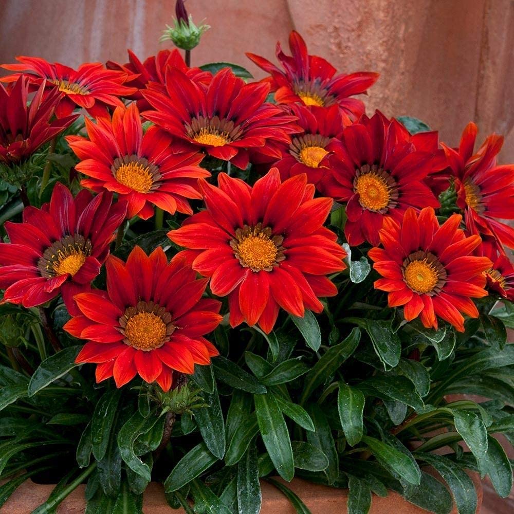 LIVOX Flower Seeds: Gazania Mixed Colour Hybrid Seeds - Garden Flower Seeds (25 per packet) (B0924PQKMT) Amazon Price History, Amazon Price Tracker