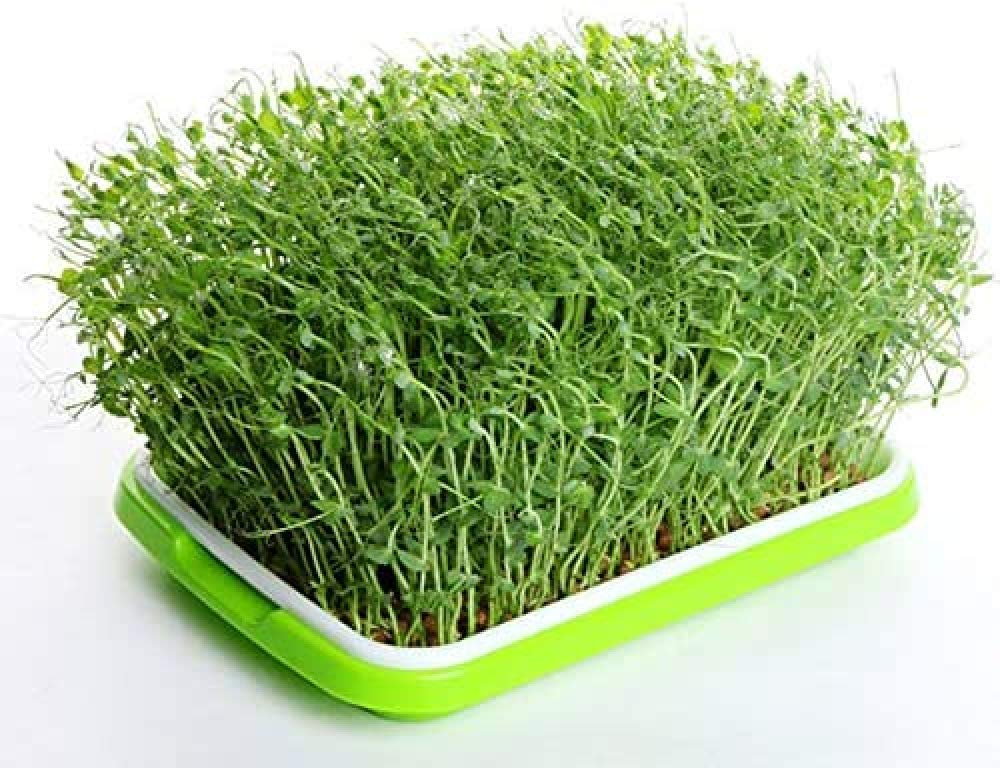 Kwekerij Dienblad Zaad Sprouter Lade Zaailing Lade Zaad Sprouter Tray Buiten Zaailingen Zaailing Trays Zaad Kieming Lade Zaad Sprouter Lade Kiemen Kit Voor Tarwegras Soja Voor Tuin Huis 2 Stuks