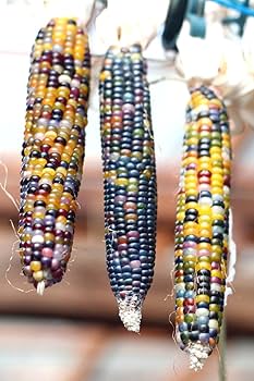 Amazon.co.jp: グラスジェムコーン（宝石とうもろこし）Glass