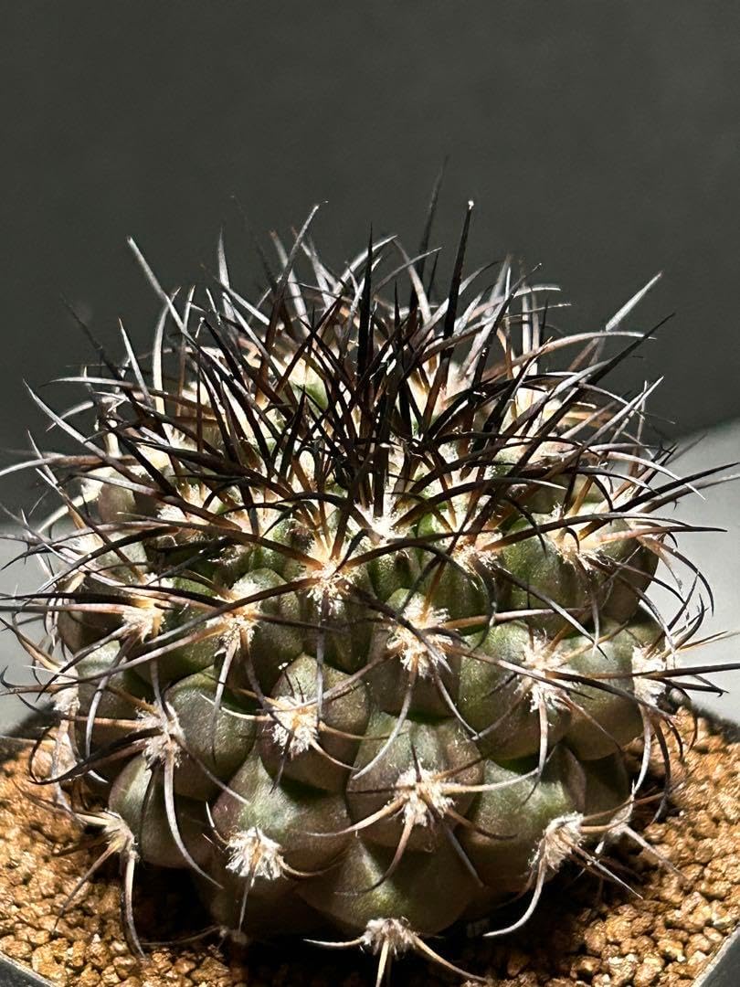 コピアポア グリセオビオラセア 栗星玉 【公式通販】