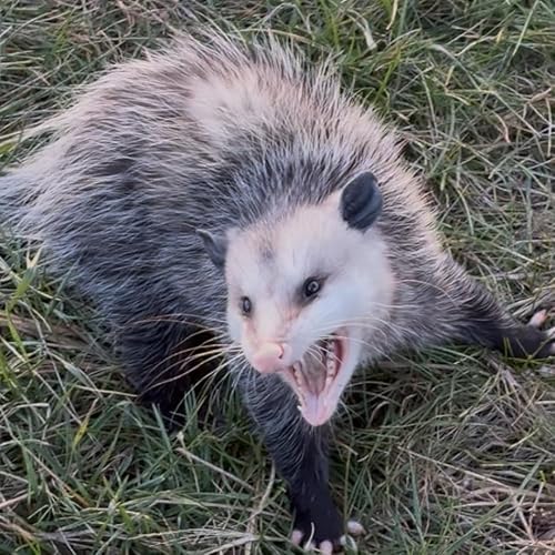 『Ep. 311 Iowa' Wildlife Action Plan, Soybean Farming, Prairie Snow Fences』のカバーアート