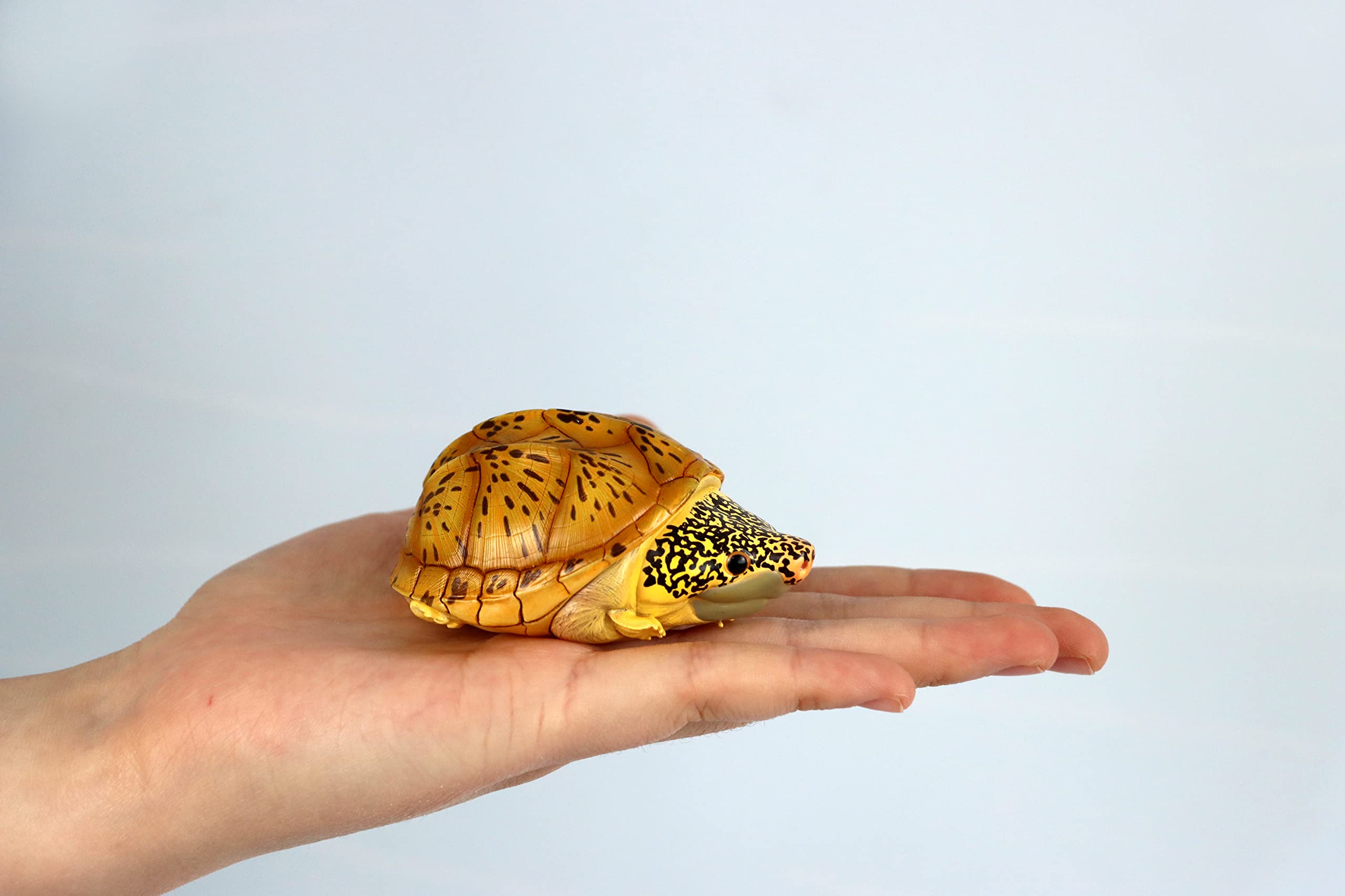 動物の惑星】レア☆上海展覧会非売品!記念品トウブハコガメ