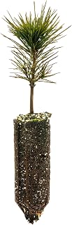 Sugar Pine | Medium Tree Seedling | The Jonsteen Company