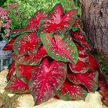 Garden State Bulb Fancy Red Flash Caladium Bulbs, Bare Roots, Spring Planting (Bag of 5)
