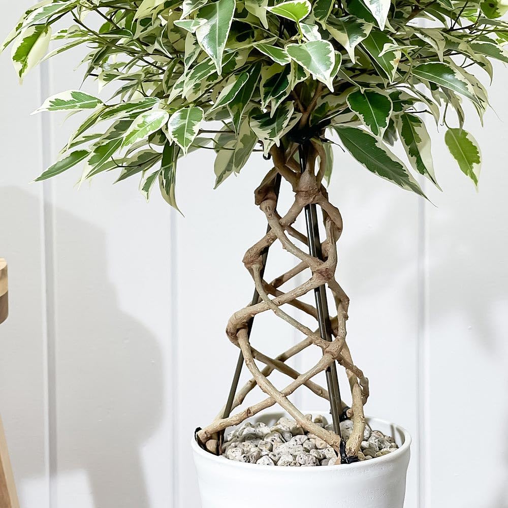 Amazon｜PLANCHU 観葉植物 フィカス ベンジャミン スターライト