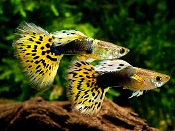 0.8mm Micro Intense Color Enhancing Floating Pellets for Guppies, Tetras, Bettas, Nano Fish, All Baby Fish...1.8oz Squeeze Bottle