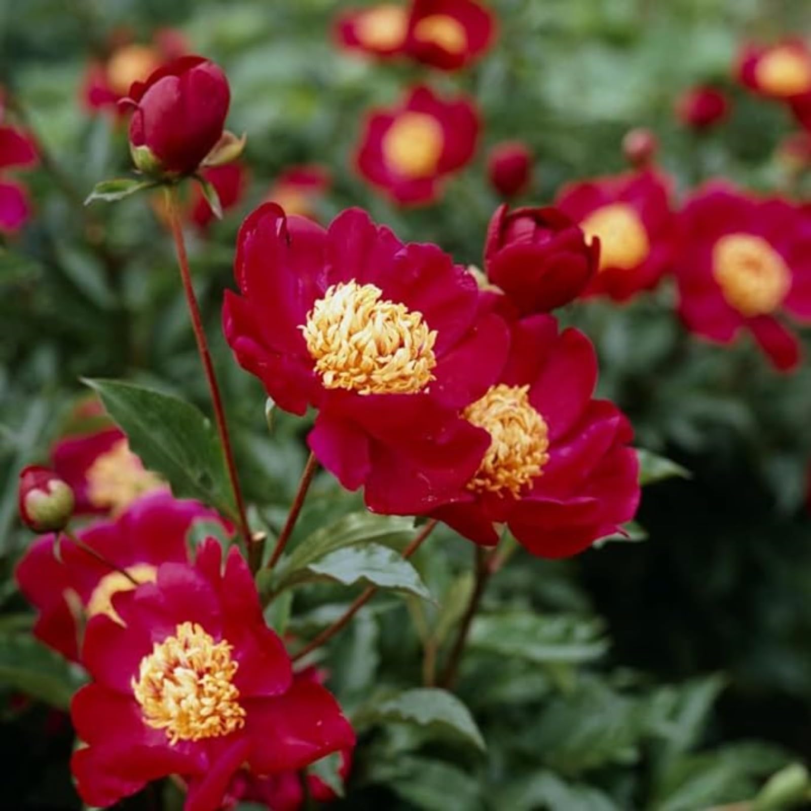 Peony Bulbs for Planting Now UK,Plant Bulbs,Hardy Perennial,Garden Flowers,Flowering Bulbs,Greening Flower,Wedding Flowers,Strong Plants That Grow Well-2Bulbs-C โ image 1