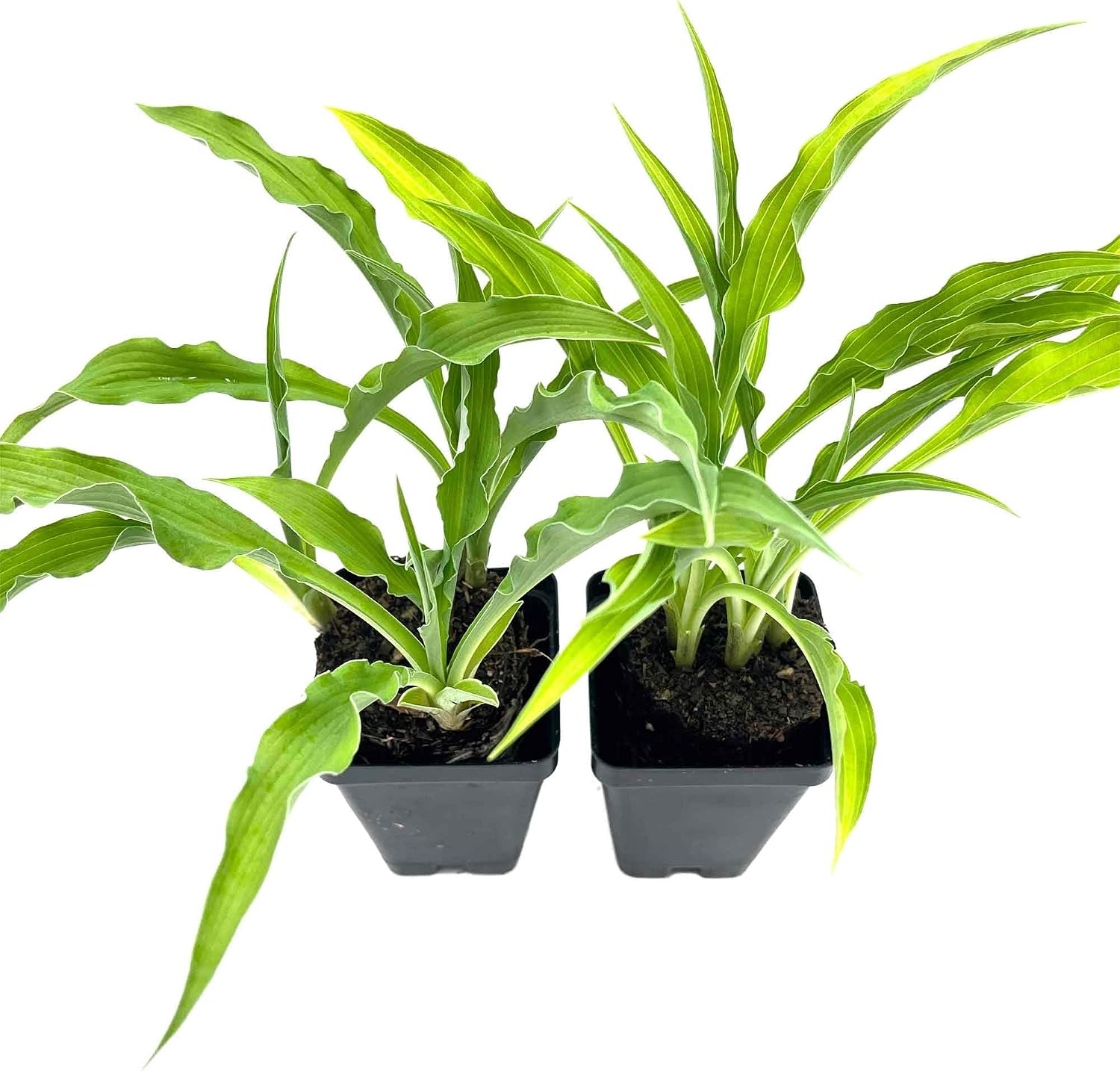 2 Curly Fries Hosta – Compact, Shade-Loving Perennial with Unique Curled Blue-Green Leaves for Borders, Containers & Garden Beds – (Hosta 'Curly Fries') in 3.5″ Cubes, Live Plants