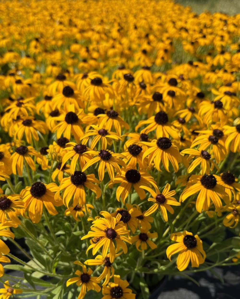 Perennial Farm Rudbeckia x 'American Gold Rush' – Live Perennial Black-Eyed Susan Plant, Size #1 Container, Bright Yellow Flowers – Deer Resistant, Long Blooming, Full Sun