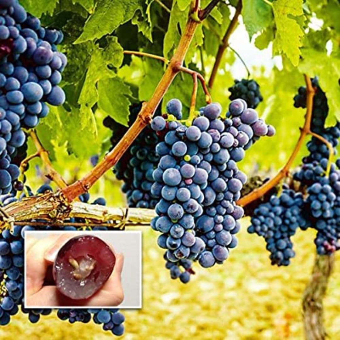 See full amazon price history chart for M-Tech Gardens Grape Vine Plant (Black, Hybrid) Exotic 1 Live Fruit Plant M-Tech Gardens Grape Vine Plant (Black, Hybrid) Exotic 1 Live Fruit Plant (B09ML2B9NF) Amazon Price History, Amazon Price Tracker