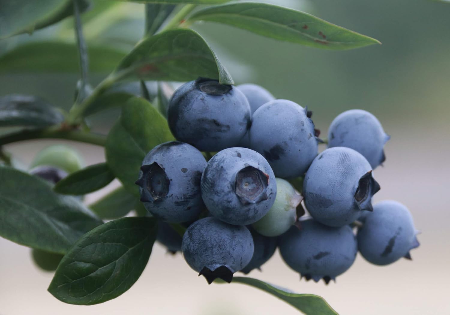 Blueberry Plant - BLUERAY - Extra-Large Fruits, Excellent Flavor and Great for Backyard Growing