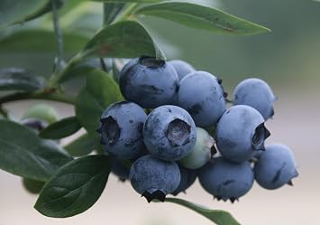 Blueberry Plant - BLUEGOLD - Excellent for Backyard Growing