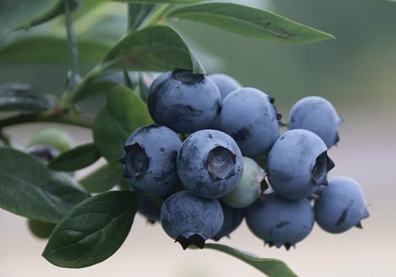 Blueberry Plant - BLUEGOLD - Excellent for Backyard Growing