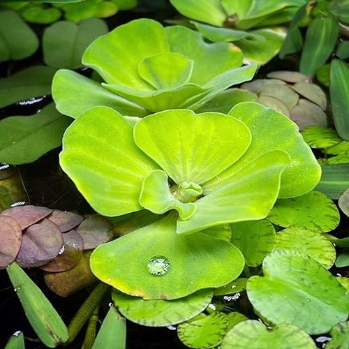 Greenpro 3 lechugas de agua Pistia Stratiotes plantas de acuario de agua dulce vivas en el medio suelo para decoración de peceras