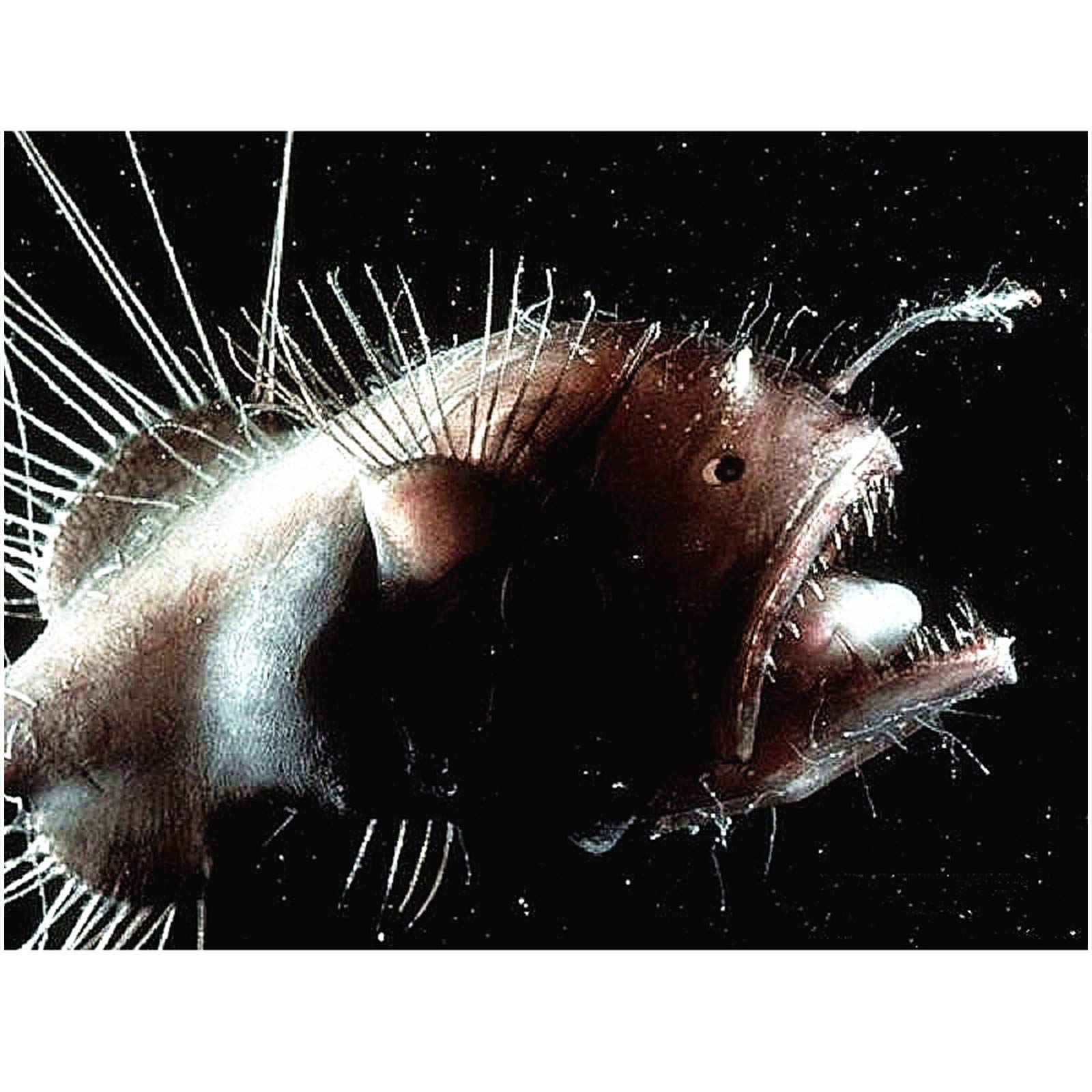 Amazon.co.jp: アンコウの骨格標本モデル – リアルな魚の頭蓋骨モデル