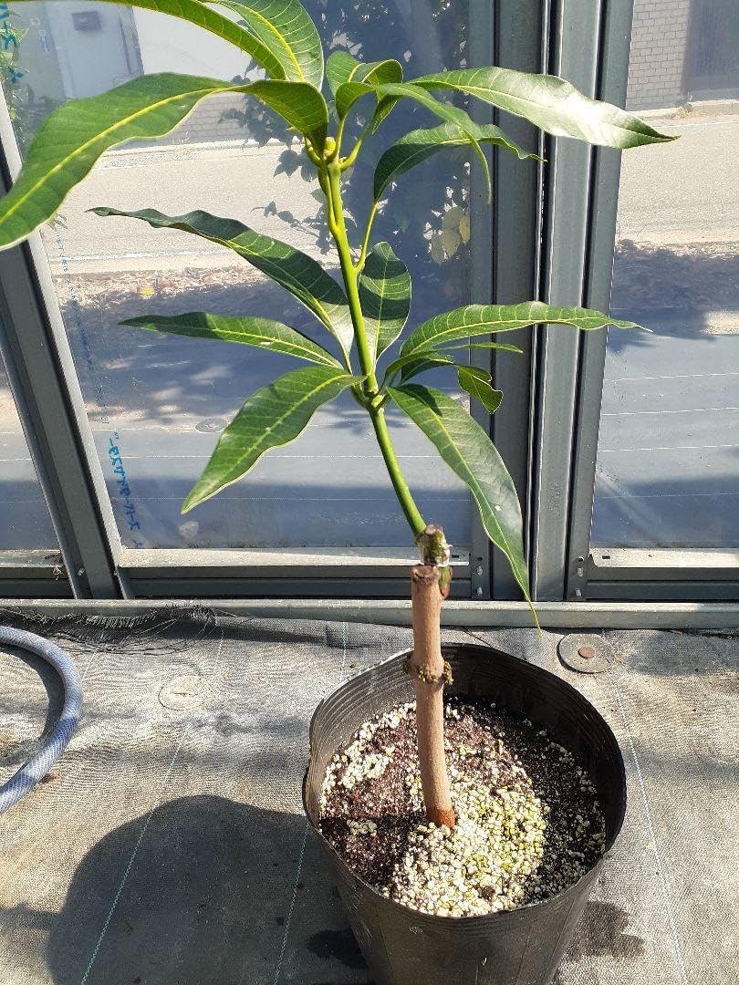 【ふらしー】【結実歴有り】アップルマンゴー　接木苗 ふらしー】【結実歴有り】アップルマンゴー 接木苗 ふらしー】【結実歴