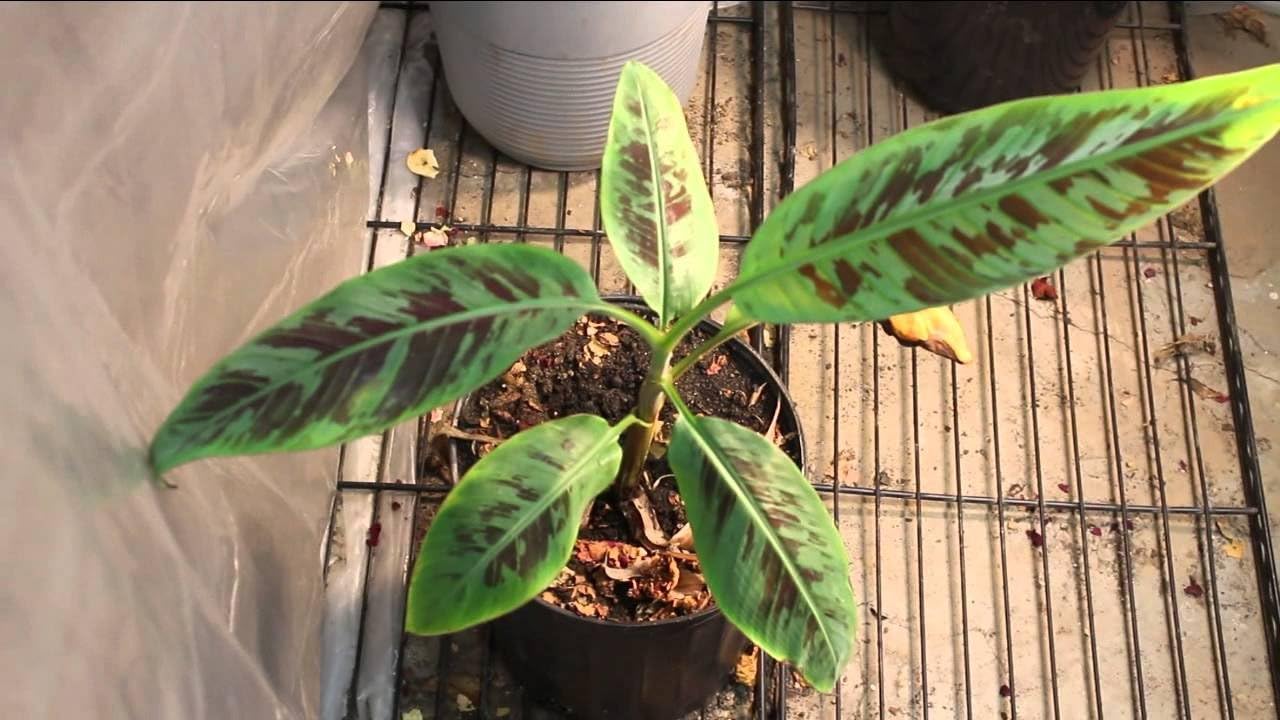 1 STARTER PLANT of Musa Sumatrana X cross banana tree
