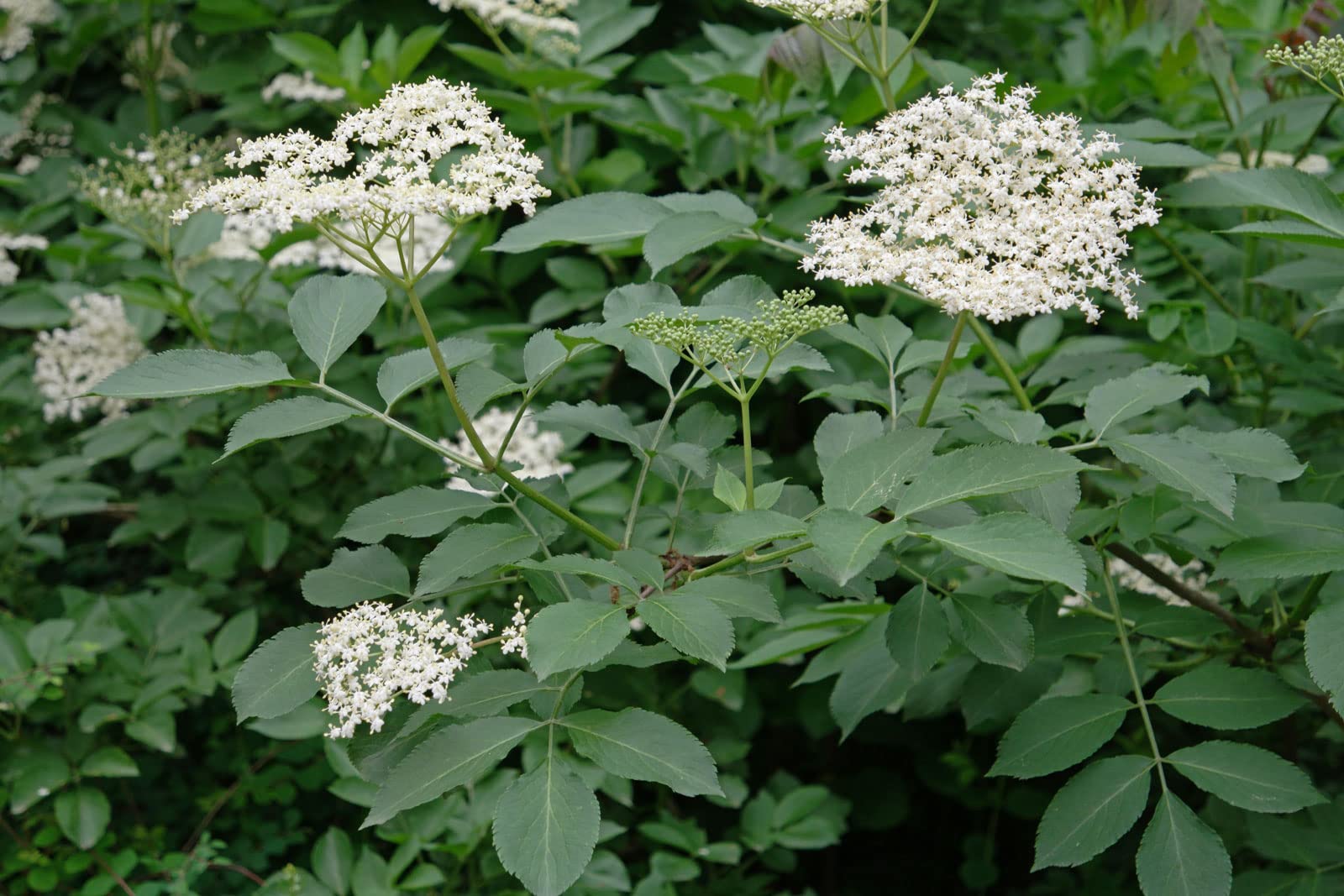 50 Semi di Sambucus Nigra (Elder o Black Elder)