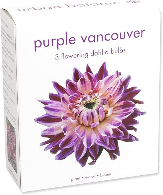 purple dahlia bulbs