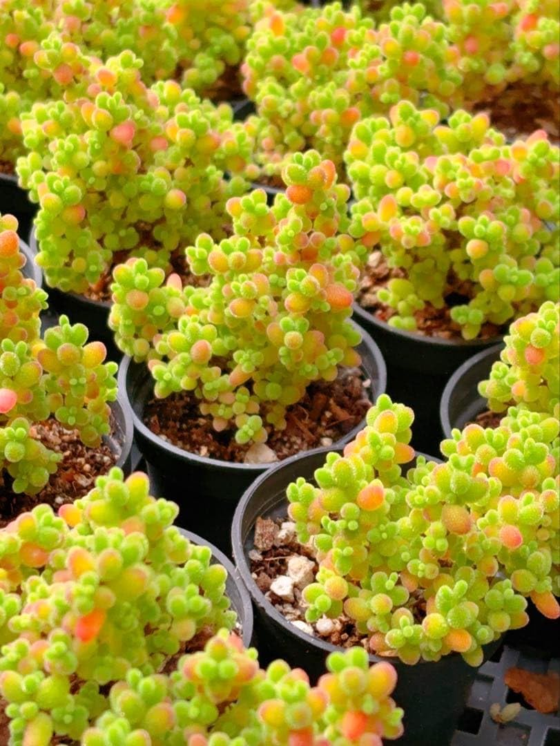 Amazon｜ドロサンテマム 蜜橘 根っこ付きの抜き苗 5cm鉢 多肉植物