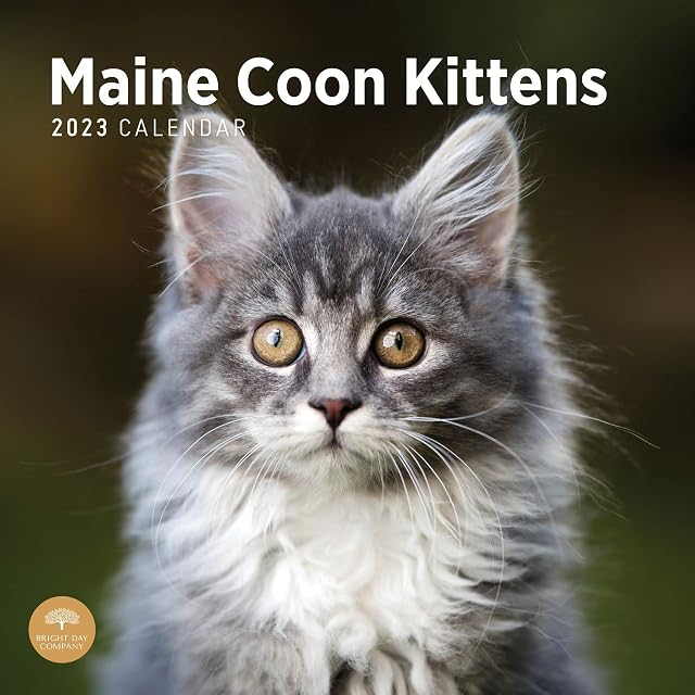 2023 Maine Coon Kittens Monthly Wall Calendar by Bright Day, 12 x 12 Inch, Cute Kitty Cat