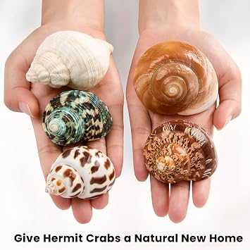 5 PCS Medium and Large Hermit Crab Shells, Opening Size 3.5-5CM