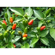 Pequin 10 Chilli Seeds by CHILLIESontheWEB - Pick and Mix - Buy 4 for 3