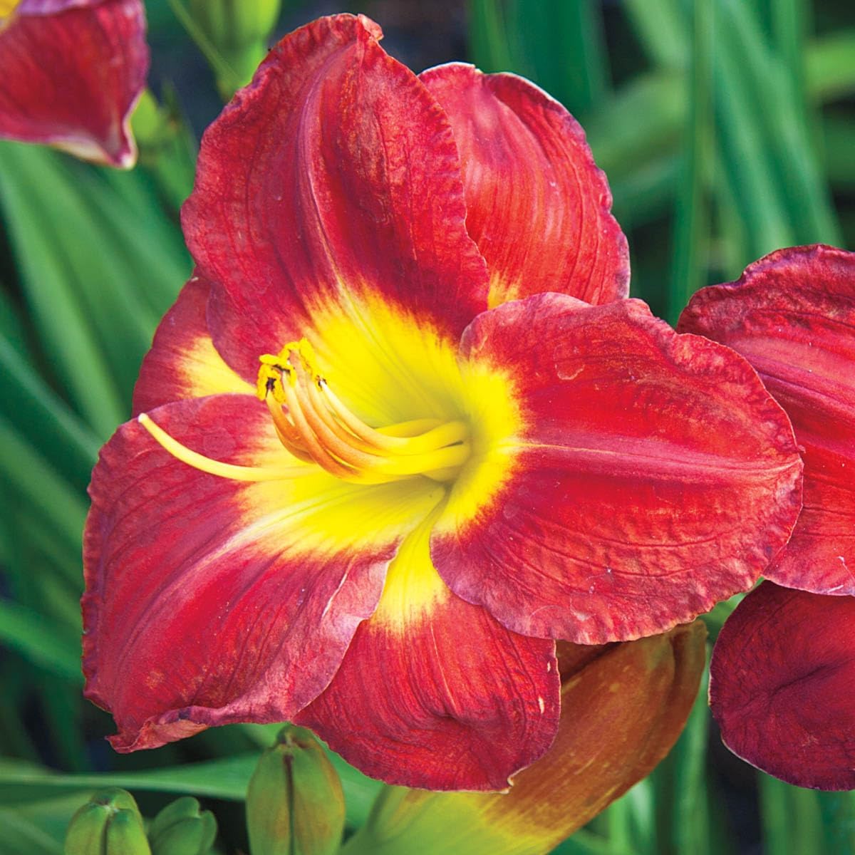 GARDENS ALIVE! - Passion for Red Flowering Reblooming Daylily Hemerocallis Dormant Bare Root Perennial Starter Plant Roots, 3 Plants per Offer