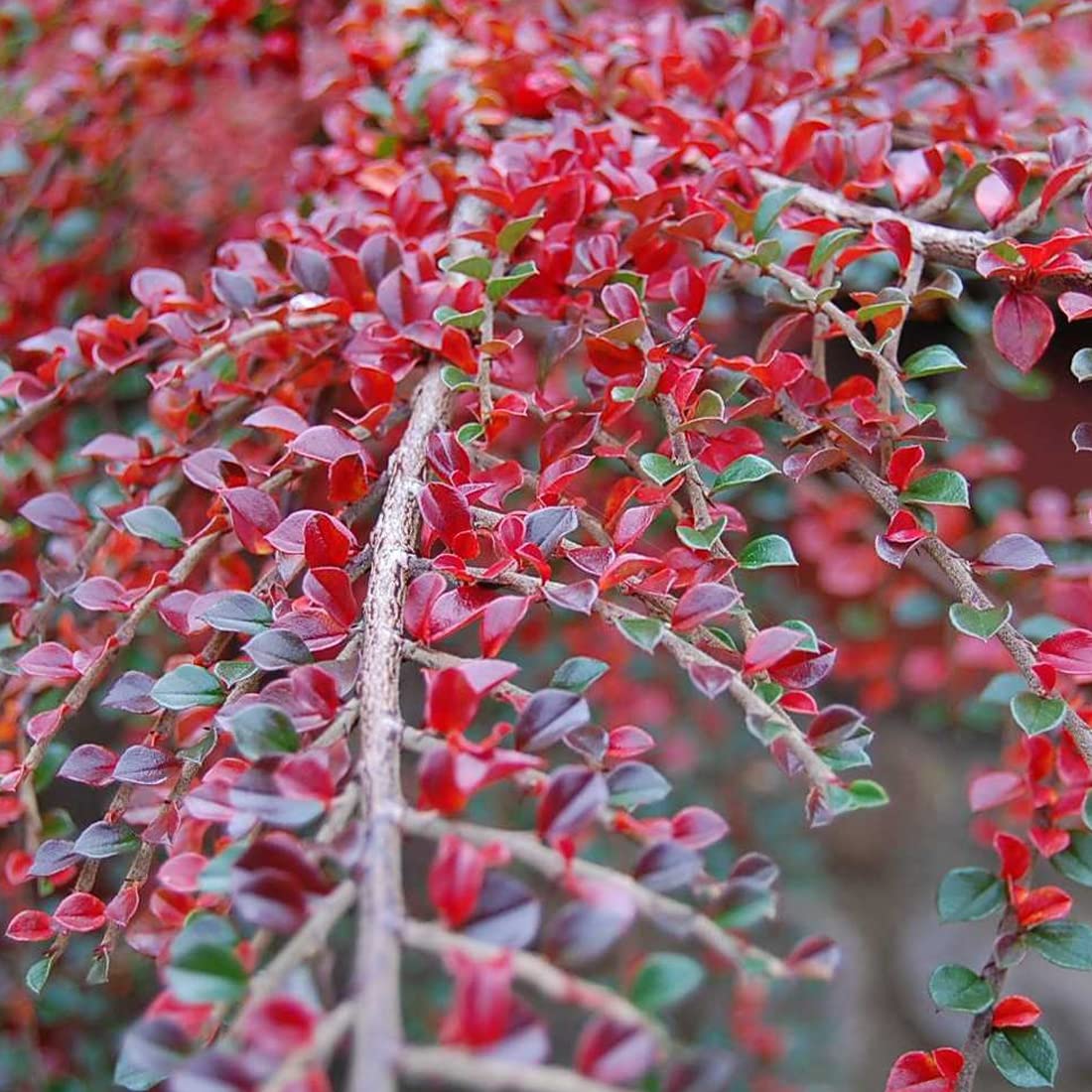 3 x Cotoneaster Horizontalis- Kriechender Cotoneaster 20-25 cm im Container  -Der Glanz des Dammers Cotoneaster : Amazon.de: Garten