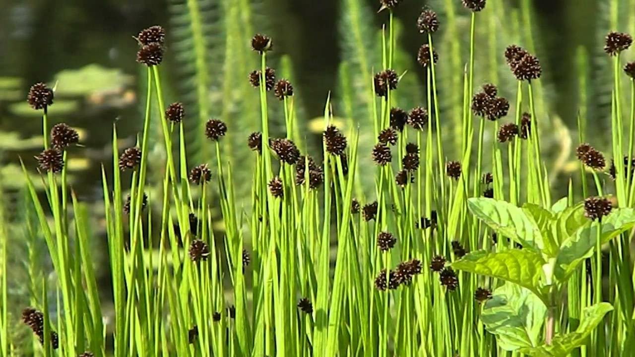 Stauden Gänge 10 x Juncus ensifolius Zwerg Binse winterhart