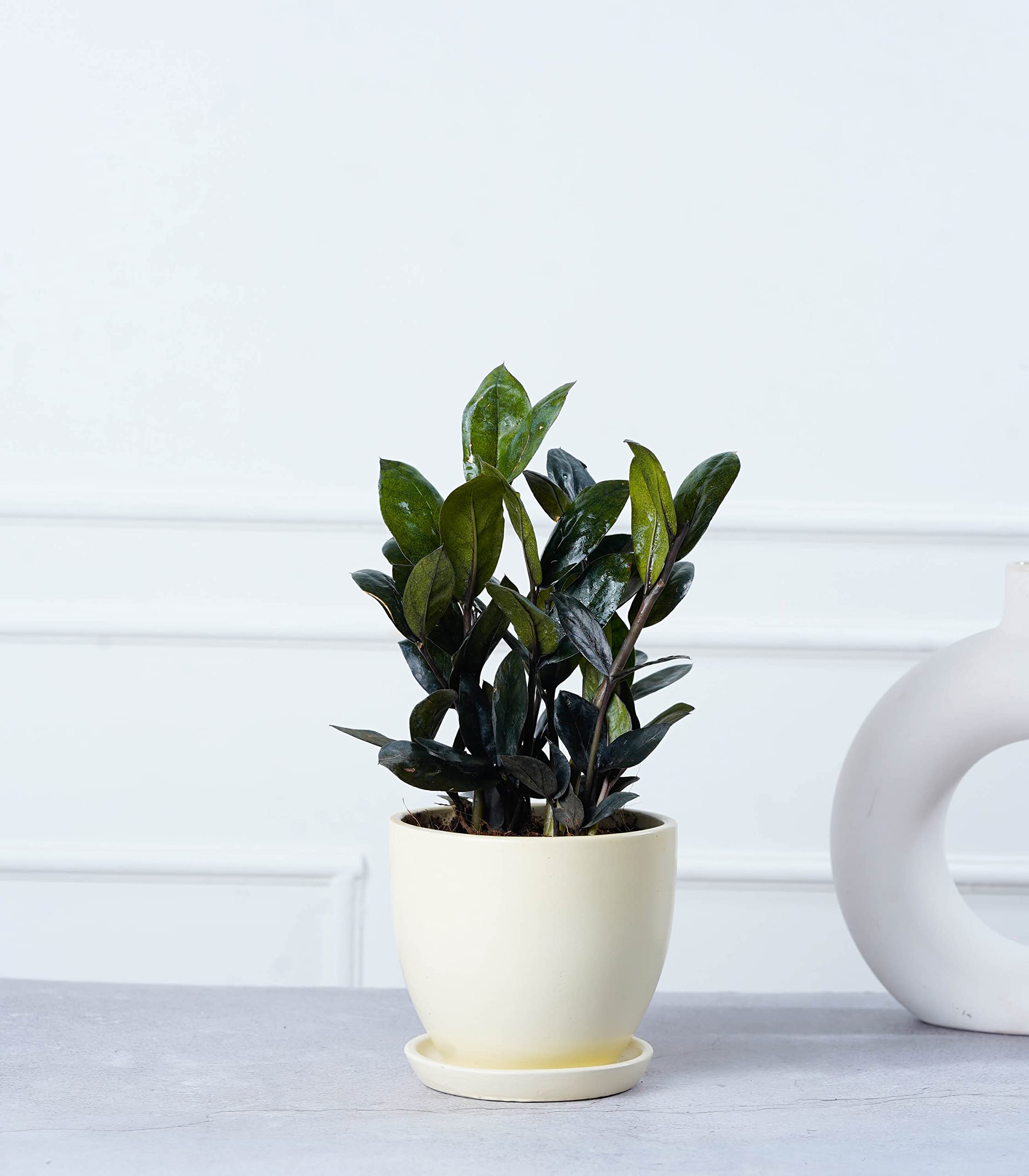 Nurturing Green® ZZ Raven Plant (Black) in Millenial Ceramic Ivory White Pot for Indoor | Living Room and Home Decor | Plants for Home Décor