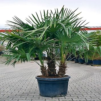 10 Seeds - Windmill Fan Palm Tree Seeds | Trachycarpus Fortunei Most Cold Hardy Palm Plant