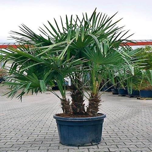 10 Seeds - Windmill Fan Palm Tree Seeds | Trachycarpus Fortunei Most Cold Hardy Palm Plant