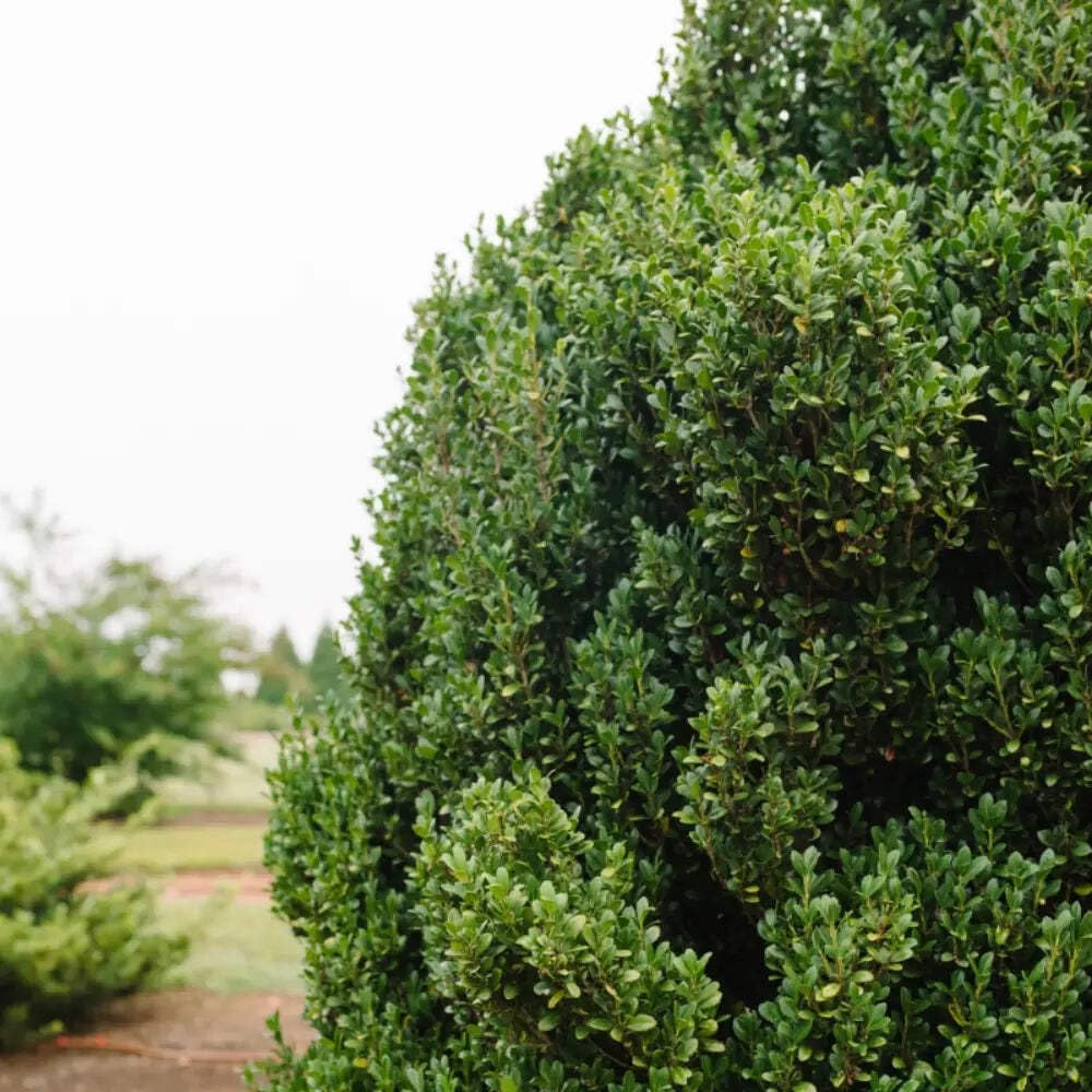 Ilex Straight and Narrow Japanese Holly, 3 Gallon