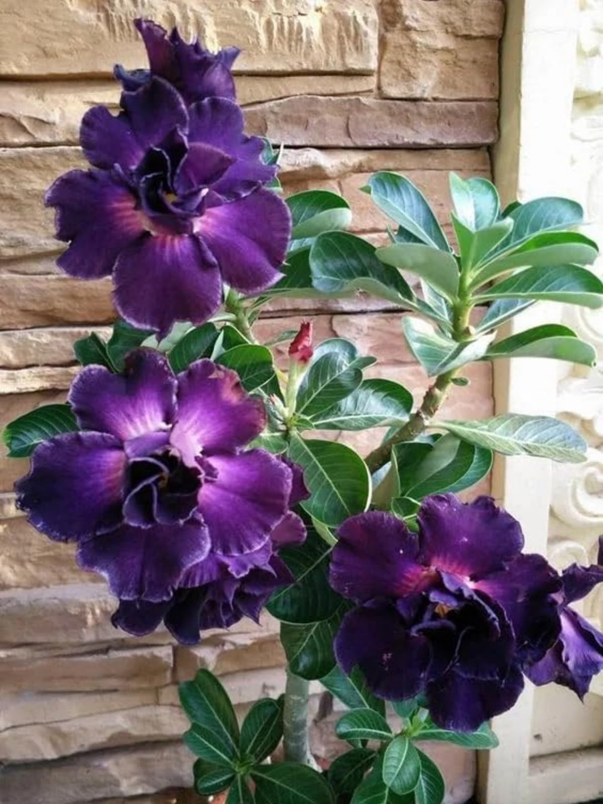 Desert Rose Bulbs for Planting Now UK Ornamental Perennial Cold-Resistant Greening Flower Unique Easy Plant Professional Natural Organic Excellent Display Good for Containers-2Bulbs-E