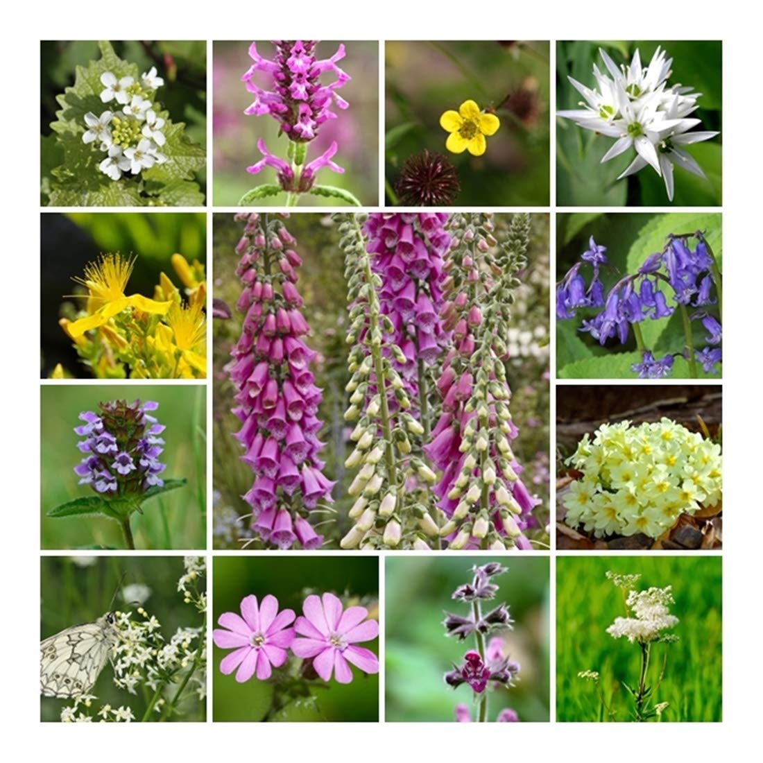 RP Seeds Wildflower Seeds - Woodland & Shade Mix - Large Packet - 10g. 24 Native British Perennial Species. All Seed Bred in The UK.