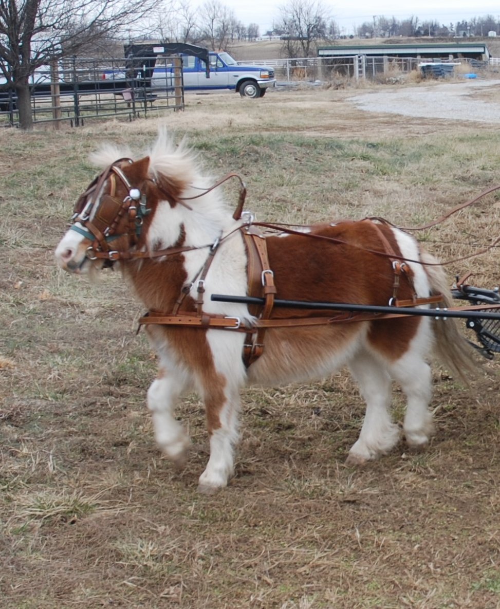 15 Best Horse Horse Driving Equipment 2023 Reviews & Ratings