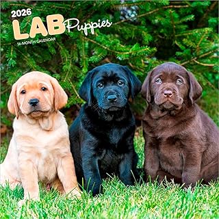 子犬のラブラドール・レトリバー 2026年 カレンダー / ブラウントラウト 輸入版 壁掛け 30.5 x 61 cm (Labrador Retriever Puppies Calendar)