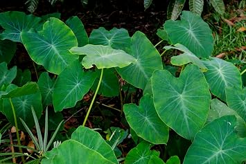 Elephant Ear - 1 Large Bulb 13/15 - Colocasia esculenta