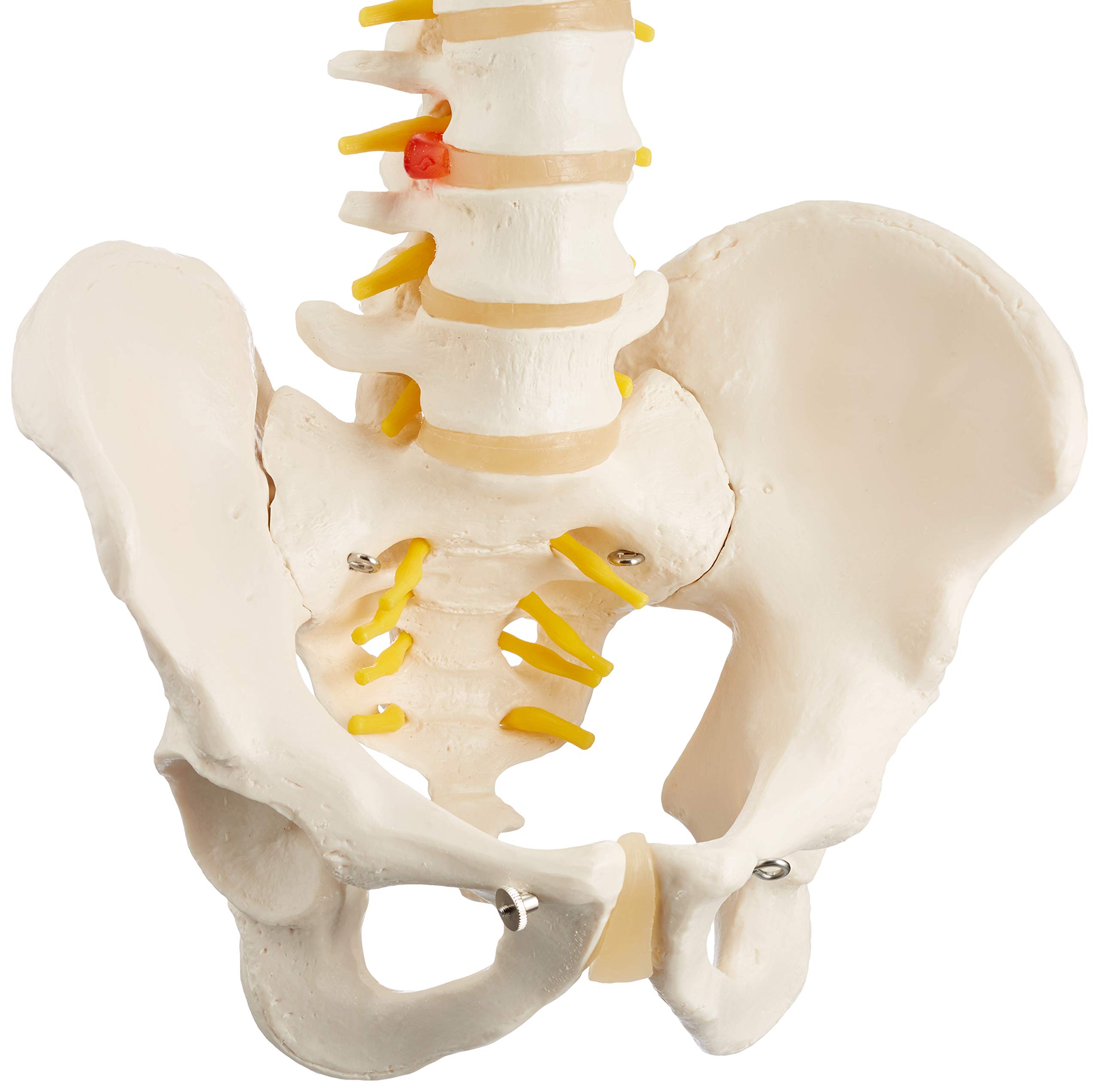 3B Scientific A58/1 Colonna Vertebrale Flessibile Classica + software gratuito di anatomia - 3B Smart Anatomy