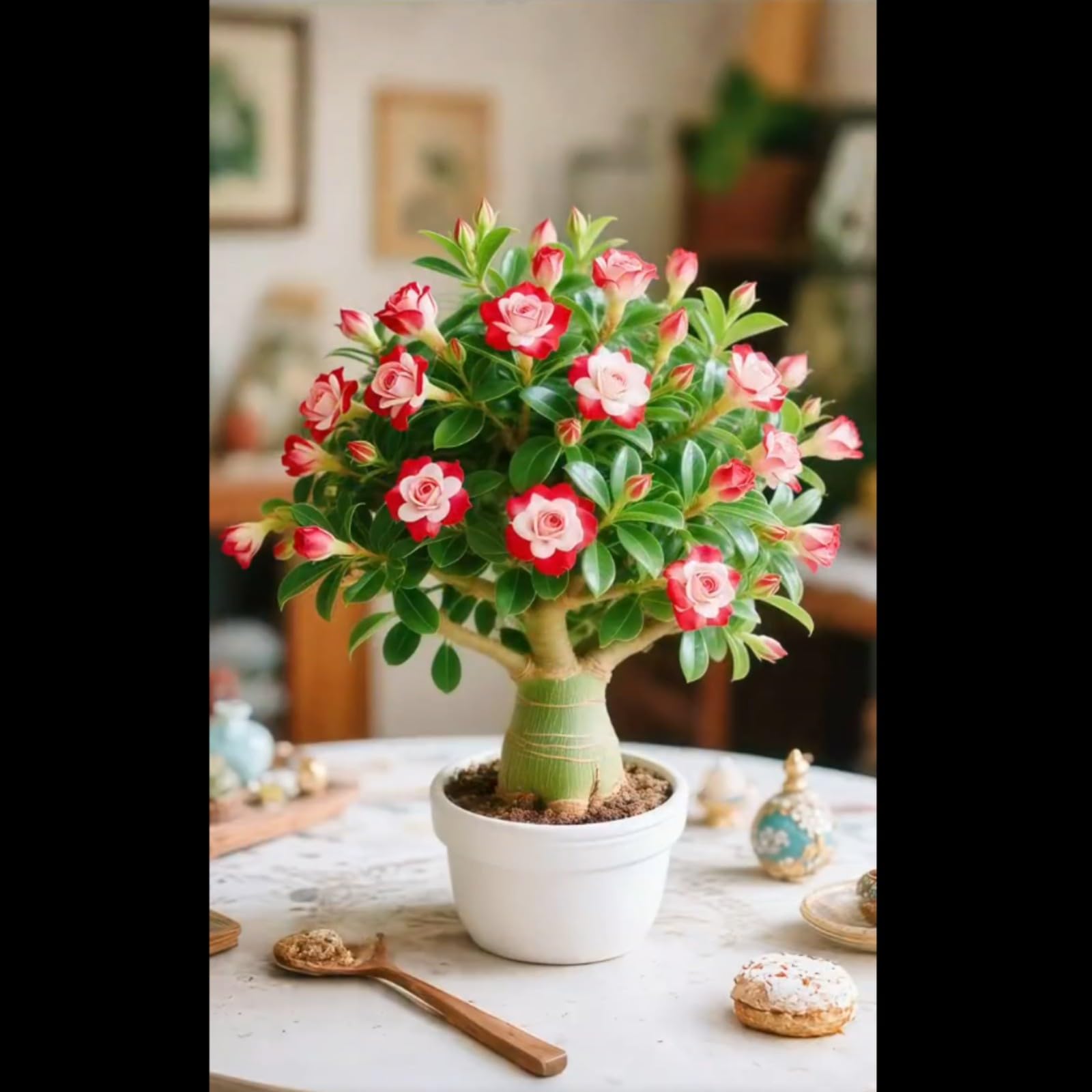 Desert Rose Bulbs for Planting Now UK Ornamental Perennial Greening Flower Unique Easy Plant Professional Natural Organic Cold-Resistant Excellent Display Good for Containers-2Bulbs-B — image 1