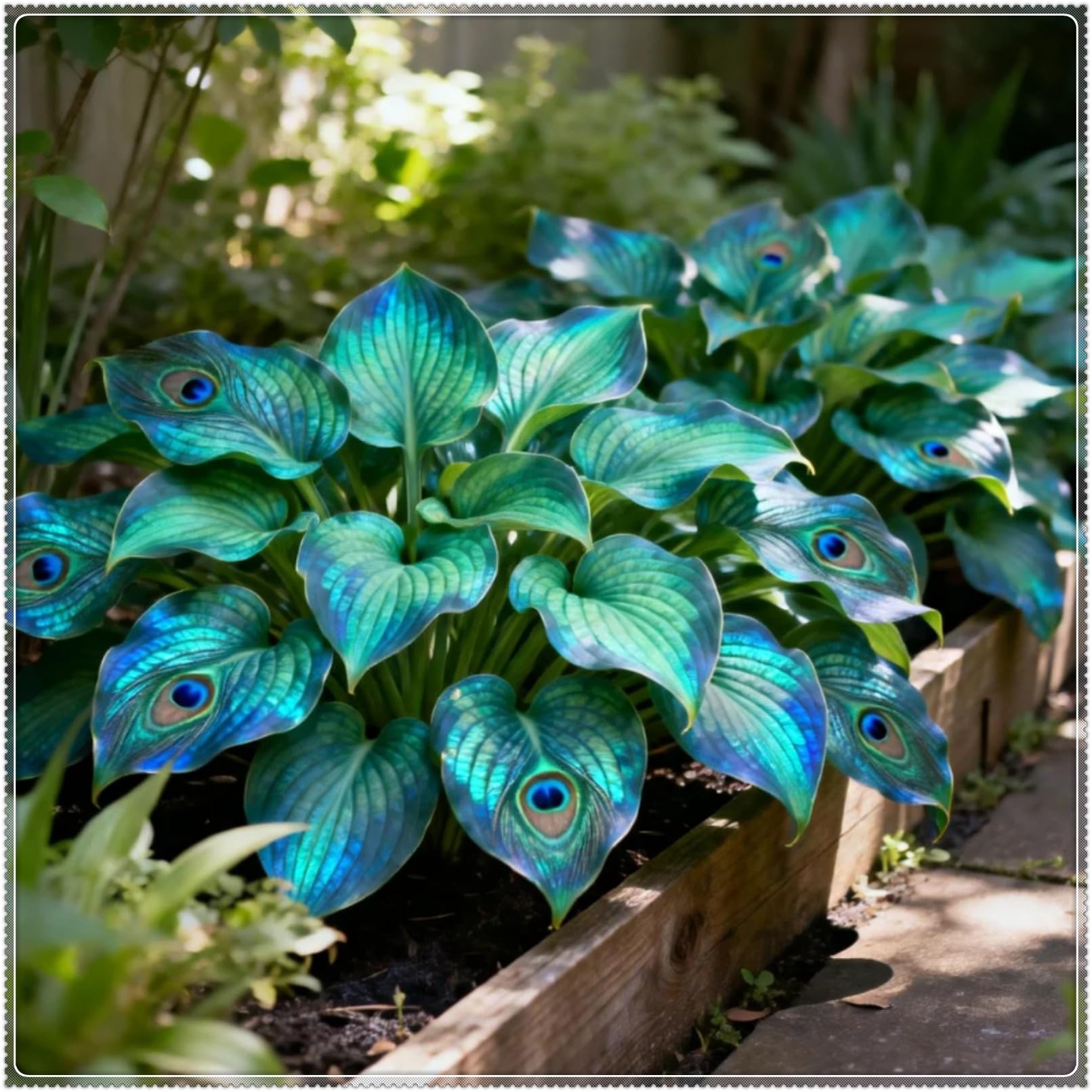 Midnight Blue Heart Hosta Bulbs: Rapid-Growing for Lush Garden Borders & Landscaping | Excellent Displays-3 Bulbs-D