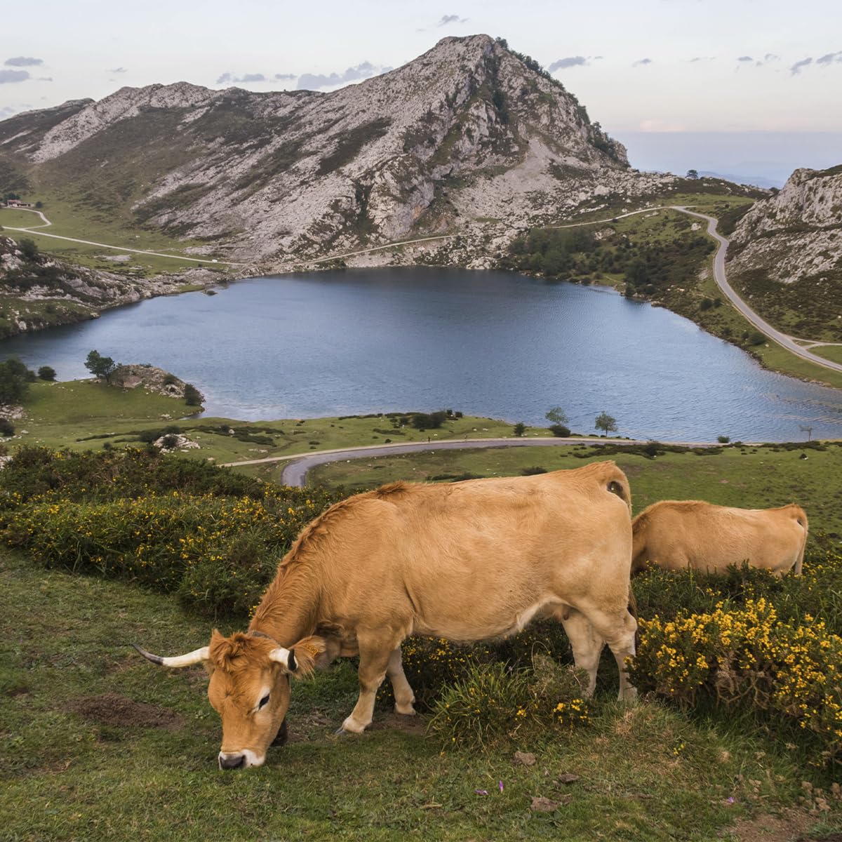 LA HUERTONA Cuña de queso Asturiano NUBLINA de leche pasteurizada de vaca 230-270 gr., Origen Asturias, Envasado al vacío
