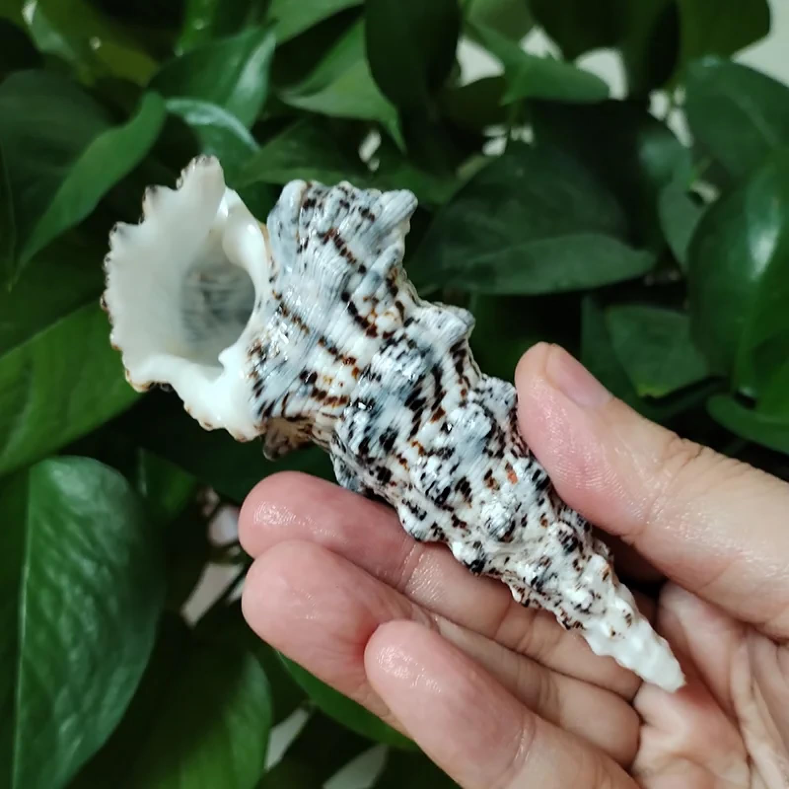 Conchiglie per artigianato, 1 pezzo, 8-10 cm, rara torre di lumaca, turritella, conchiglie naturali per matrimoni, casa, acquari, decorazioni da tavolo, feste, ornamenti artigianali