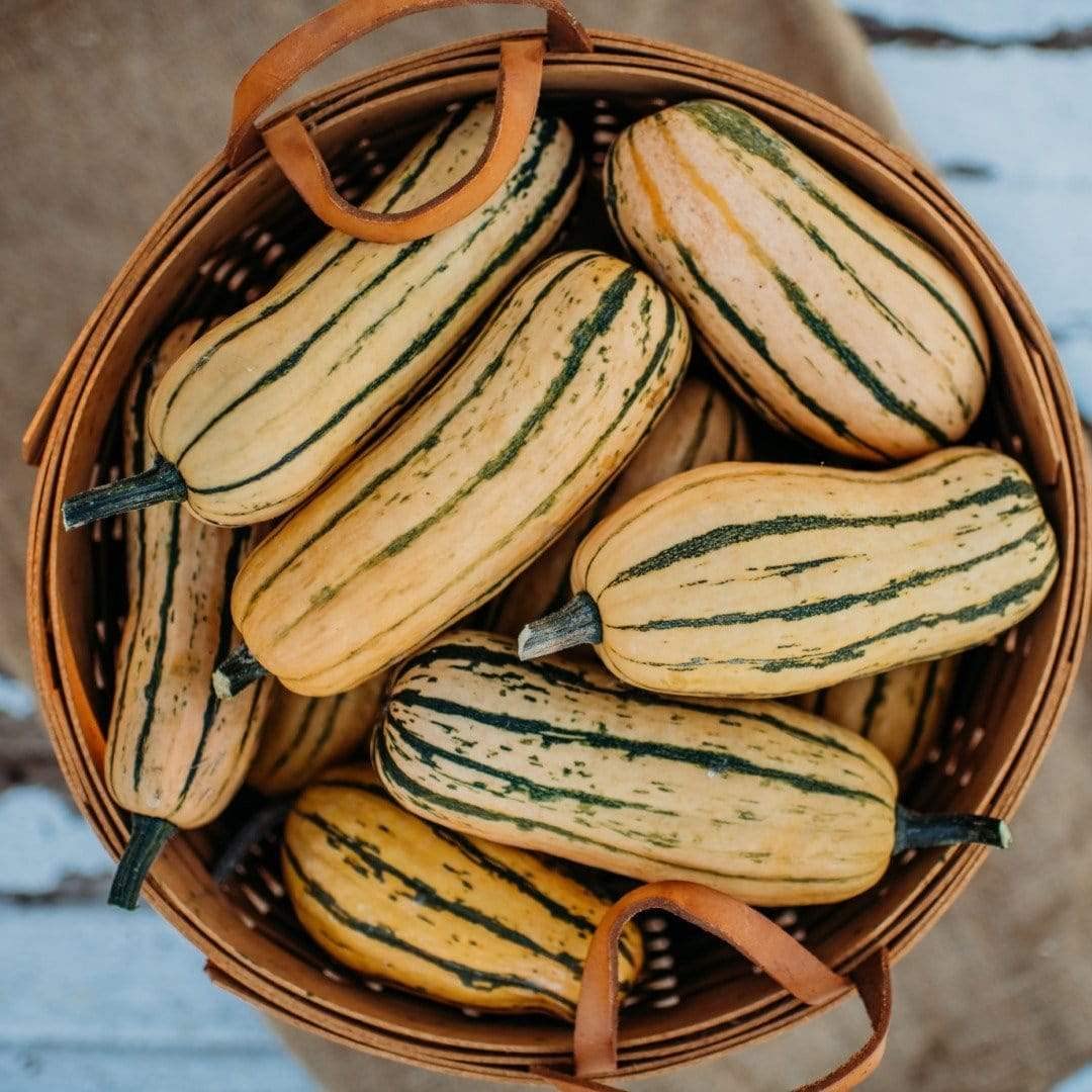 Honey Boat Delicata Squash - 25 Seeds - Heirloom & Open-Pollinated Variety, Non-GMO Winter Squash Seeds for Planting in The Home Garden, Thresh Seed Company