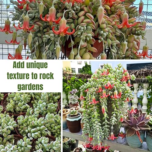 Miniatura 5 de Cotyledon Pendens - Planta viva suculenta en maceta, planta de casa rara para decoración del hogar y la oficina, cultivo en interiores y exteriores,